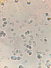 Tricholoma columbetta