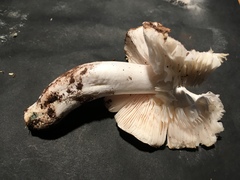 Tricholoma columbetta