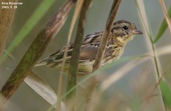 Emberiza aureola
