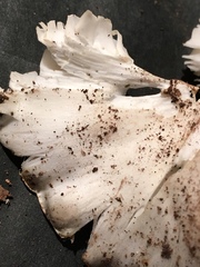 Tricholoma columbetta