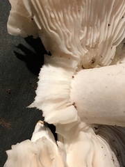 Tricholoma columbetta