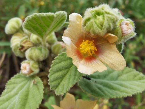 Sida cordifolia