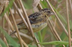 Emberiza aureola