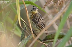 Emberiza aureola