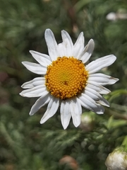 Argyranthemum haouarytheum, photograph author not stated, no rights reserved