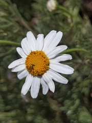 Argyranthemum haouarytheum, photograph author not stated, no rights reserved