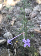 Ipomopsis thurberi