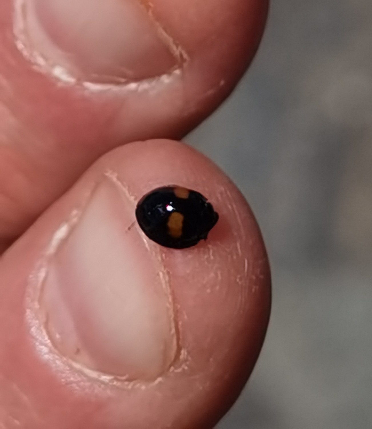 Chilocorus canariensis