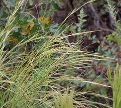 Andropogon gyrans