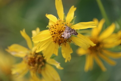 Hymenia perspectalis