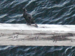 Urile penicillatus