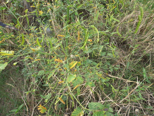 Aeschynomene sensitiva, photograph 6