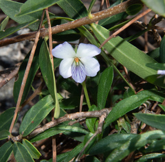Viola arborescens