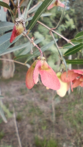 Image of Heteropterys glabra by no rights reserved