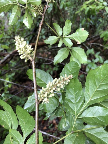 Serjania diversifolia