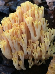 Ramaria calvodistalis