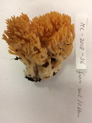 Ramaria calvodistalis