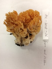 Ramaria calvodistalis