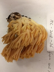 Ramaria calvodistalis