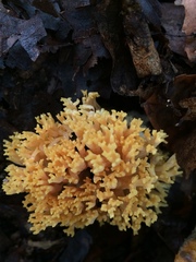 Ramaria calvodistalis