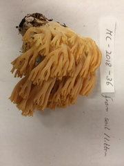 Ramaria calvodistalis