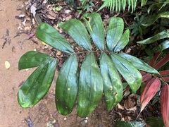 Red Feather Palm (Chambeyronia macrocarpa)
