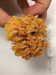 Ramaria calvodistalis