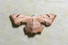 Dysaethria quadricaudata