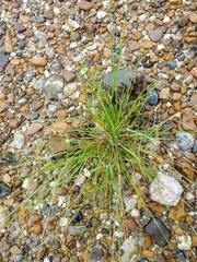 Nassella leucotricha