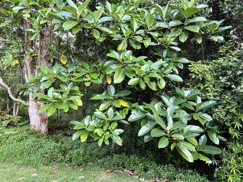 Alstonia (Alstonia costata)
