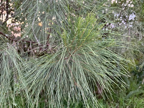 Image of Casuarina collina by (c) Sue Carnahan, some rights reserved (CC BY)