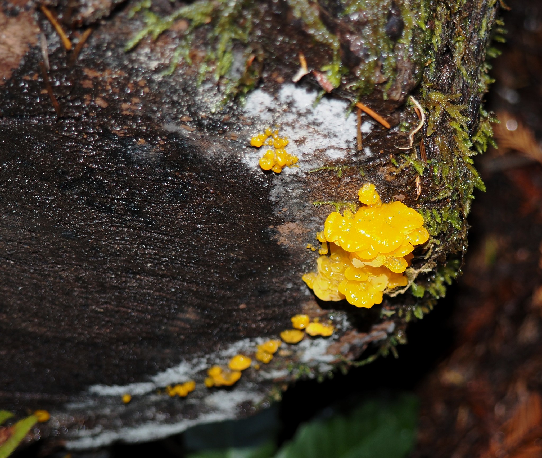 Dacrymyces image