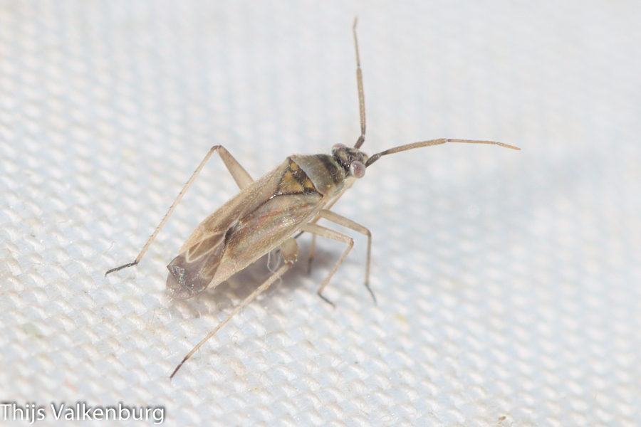 Tinicephalus discrepans