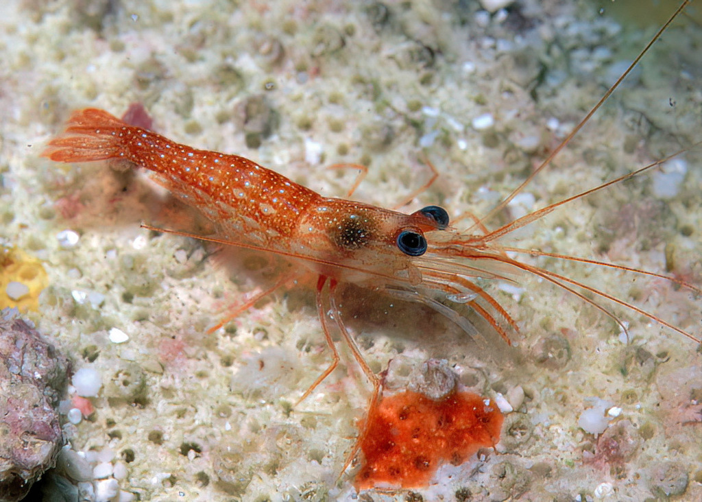 Lysmata ternatensis