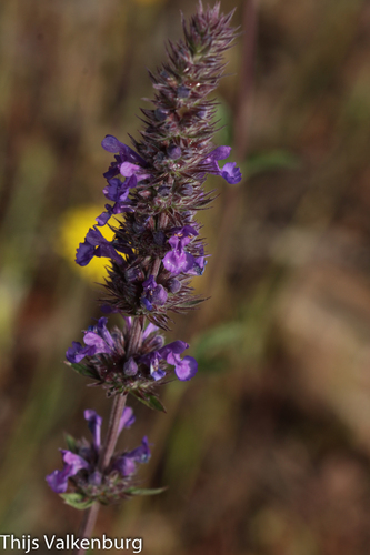 Nepeta multibracteata