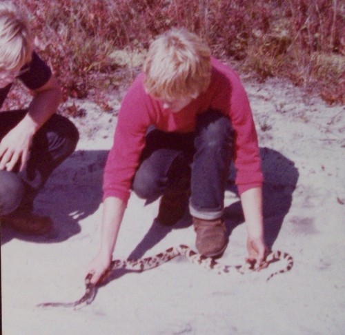 Northern Pine Snake photographed in New Jersey