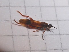 Benhamyia apicalis