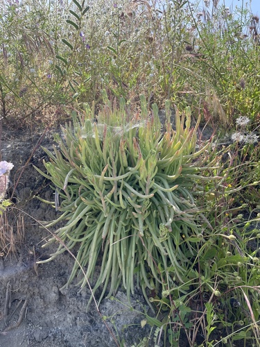 Dudleya edulis