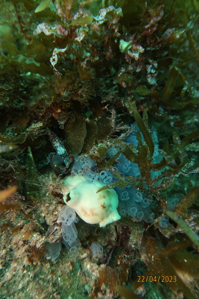 Bluebell Tunicate from Carrickalinga South Beach, South Australia on