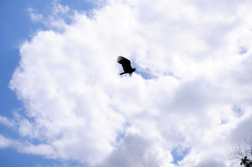 Turkey Vulture photographed in New Jersey