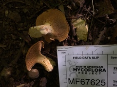 Hydnum cuspidatum