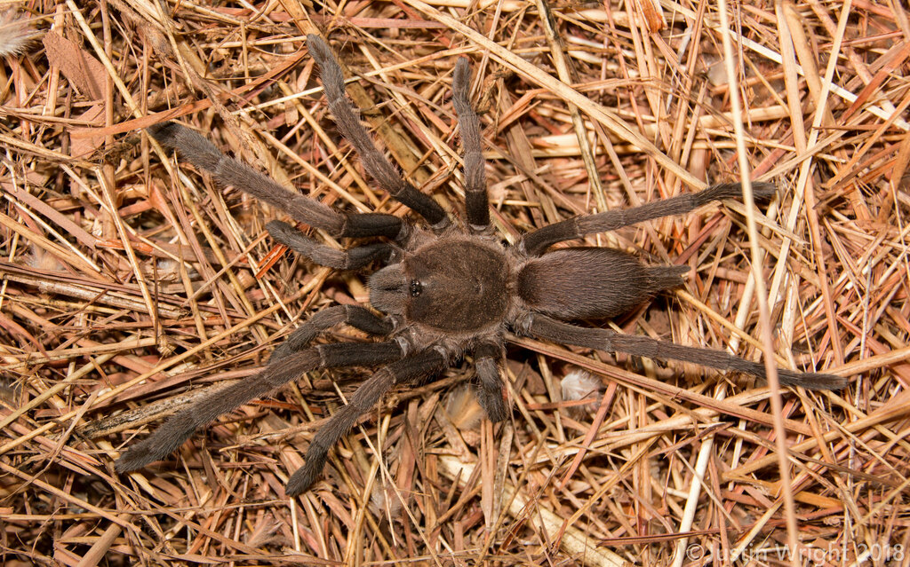 Selenocosmia strenua