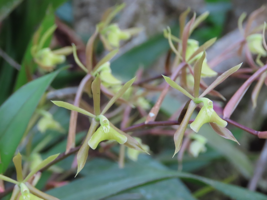 Epidendrum volutum Lindl. & Paxton 2