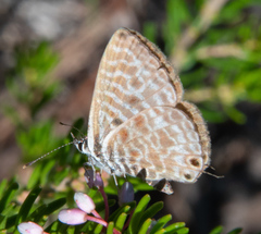 Leptotes pirithous