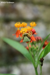 Misumenoides