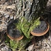Cracked Cap Polypore - Photo (c) pinonbistro, some rights reserved (CC BY-NC), uploaded by pinonbistro