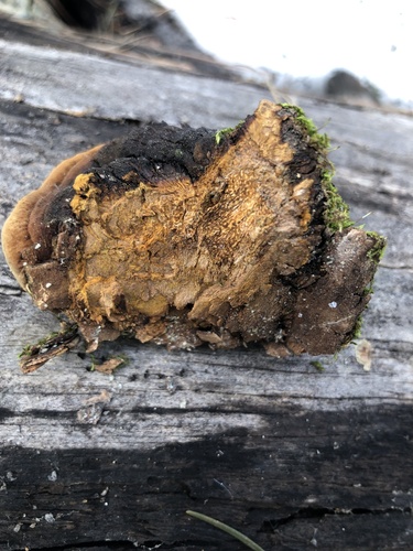 Cracked Cap Polypore