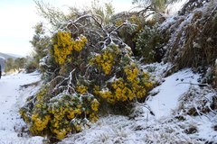 Senecio cinerarioides