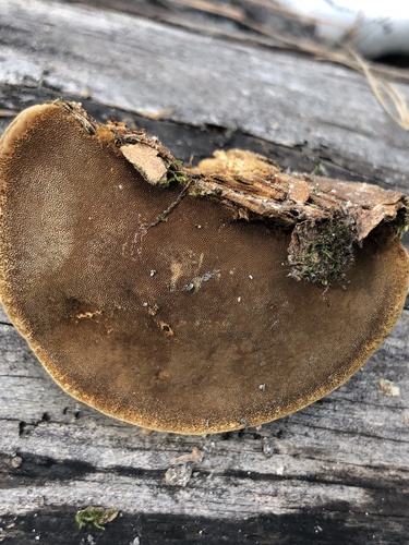 Cracked Cap Polypore