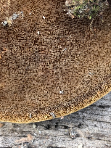 Cracked Cap Polypore